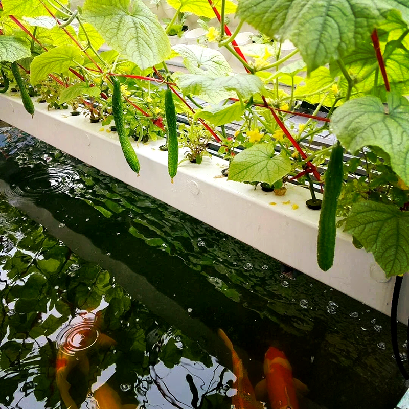 张家口市种植槽鱼菜共生 - 一站式服务